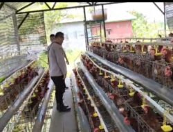 Bhabinkamtibmas Polsek Rembang Laporkan Budidaya Ayam Petelur di Kalisat Tumbuh Sehat