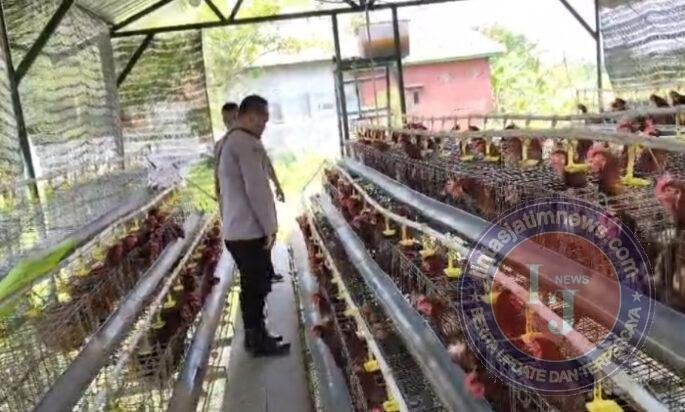 Bhabinkamtibmas Polsek Rembang Laporkan Budidaya Ayam Petelur di Kalisat Tumbuh Sehat