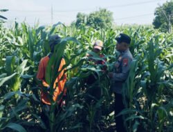 Tanaman Jagung di Dukuhsari Tumbuh Subur, Bhabinkamtibmas Dorong Pemanfaatan Lahan Produktif
