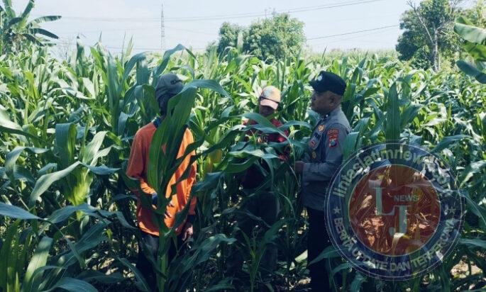 Tanaman Jagung di Dukuhsari Tumbuh Subur, Bhabinkamtibmas Dorong Pemanfaatan Lahan Produktif