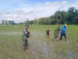 Babinsa Gesi IKut Turun Sawah, Pemupukan Jadi Kunci Kejar Panen Melimpah