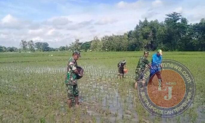 Babinsa Gesi IKut Turun Sawah, Pemupukan Jadi Kunci Kejar Panen Melimpah