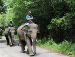 Api di Taman Nasional Way Kambas Berhasil Dipadamkan, Seluruh Gajah Terpantau Aman