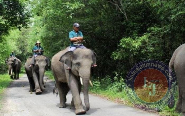 Api di Taman Nasional Way Kambas Berhasil Dipadamkan, Seluruh Gajah Terpantau Aman