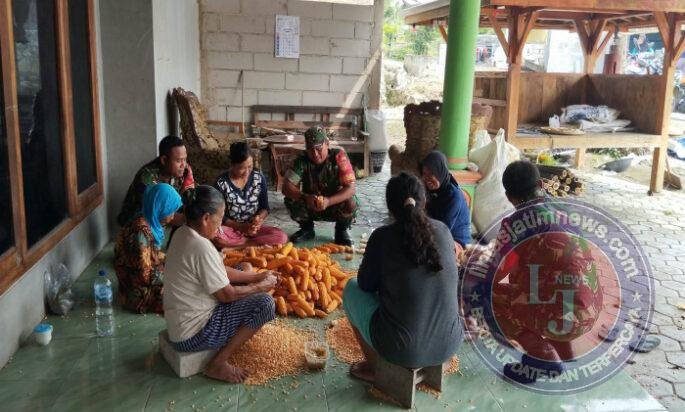 Panen Jagung di Gesi Jadi Ajang Komsos, Babinsa Turun Langsung Bantu Petani