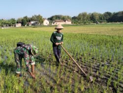 Gulma Disingkirkan, Harapan Panen Padi di Sareng Makin Terjaga