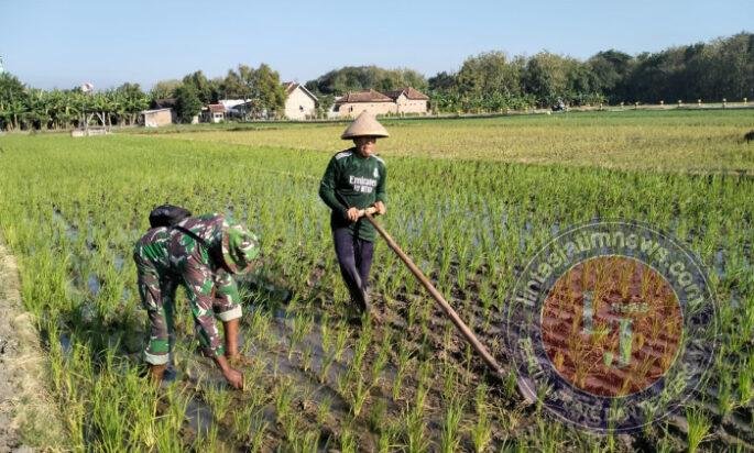 Gulma Disingkirkan, Harapan Panen Padi di Sareng Makin Terjaga