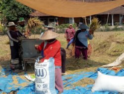 Saat Padi Menguning, Petani dan Babinsa Balerejo Bergandengan Menuai Hasil
