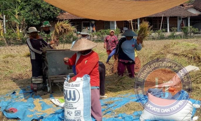 Saat Padi Menguning, Petani dan Babinsa Balerejo Bergandengan Menuai Hasil