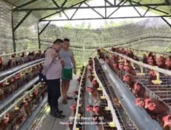 Budidaya Ayam Petelur di Kalisat Berkembang Baik, Bhabinkamtibmas Dukung Ketahanan Pangan