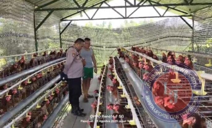 Budidaya Ayam Petelur di Kalisat Berkembang Baik, Bhabinkamtibmas Dukung Ketahanan Pangan
