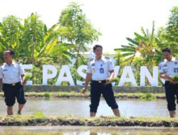 Konsisten Sukses 2 Kali Panen, Lapas Banyuwangi Garap Lagi Padi di Lahan SAE Paswangi
