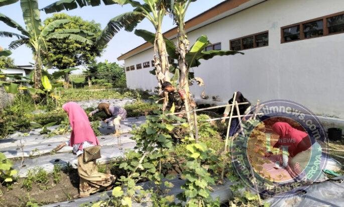 Babinsa Dampingi KWT Mekar Sari Bersihkan Lahan, Dorong Panen Sayuran Melimpah