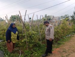 Bhabinkamtibmas Polsek Nongkojajar Pantau Tanaman Cabe, Dukung Program Ketahanan Pangan Nasional