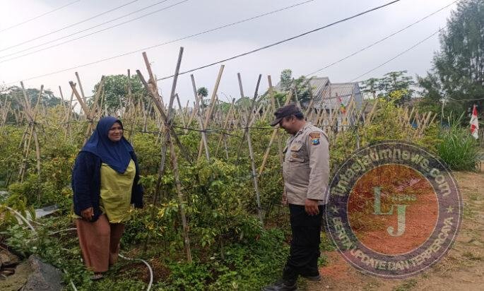 Bhabinkamtibmas Polsek Nongkojajar Pantau Tanaman Cabe, Dukung Program Ketahanan Pangan Nasional