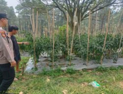 Bhabinkamtibmas Polsek Nongkojajar Pantau Tanaman Cabai, Dorong Masyarakat Perkuat Ketahanan Pangan