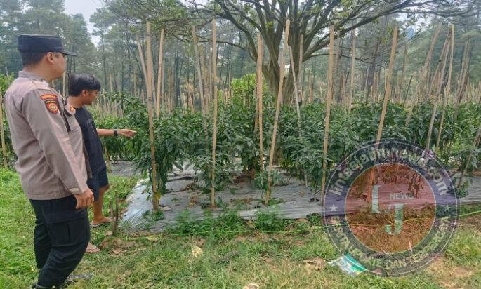 Bhabinkamtibmas Polsek Nongkojajar Pantau Tanaman Cabai, Dorong Masyarakat Perkuat Ketahanan Pangan