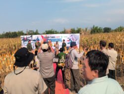 Panen Jagung Bantuan Pemerintah di Sambisirah Kenalkan Modernisasi Pertanian