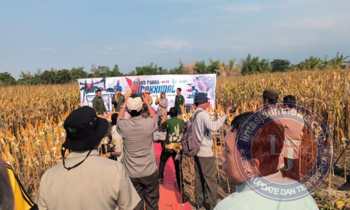 Panen Jagung Bantuan Pemerintah di Sambisirah Kenalkan Modernisasi Pertanian