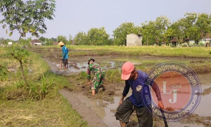 Turun ke Sawah, Babinsa Balerejo Dampingi Petani Siapkan Lahan