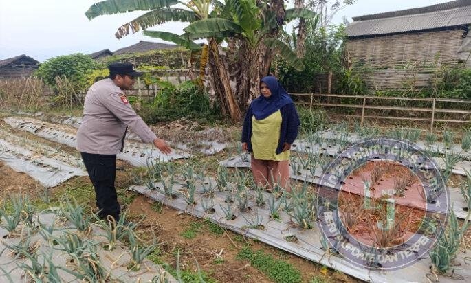 Bhabinkamtibmas Nongkojajar Pantau Tanaman Bawang Merah, Dukung Ketahanan Pangan Nasional