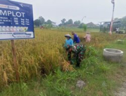 Panen Padi Tiba, Babinsa Kedungmaron Dampingi Petani di Tengah Musim Panen