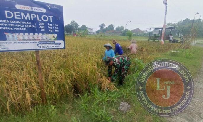 Panen Padi Tiba, Babinsa Kedungmaron Dampingi Petani di Tengah Musim Panen