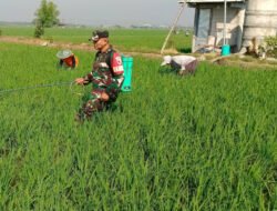 Jaga Asa Panen, Babinsa Kedungrejo Bantu Petani Rawat Padi