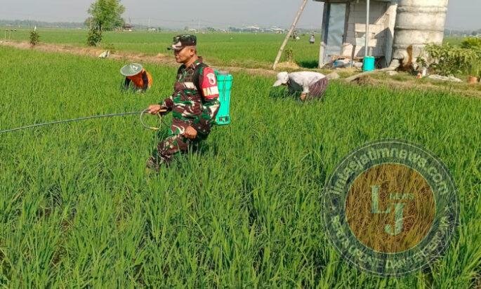 Jaga Asa Panen, Babinsa Kedungrejo Bantu Petani Rawat Padi