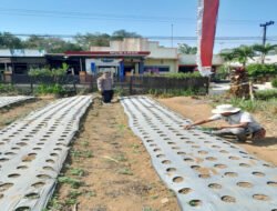 Polsek Nongkojajar Pantau Tanaman Bawang Putih, Dukung Program Ketahanan Pangan Nasional