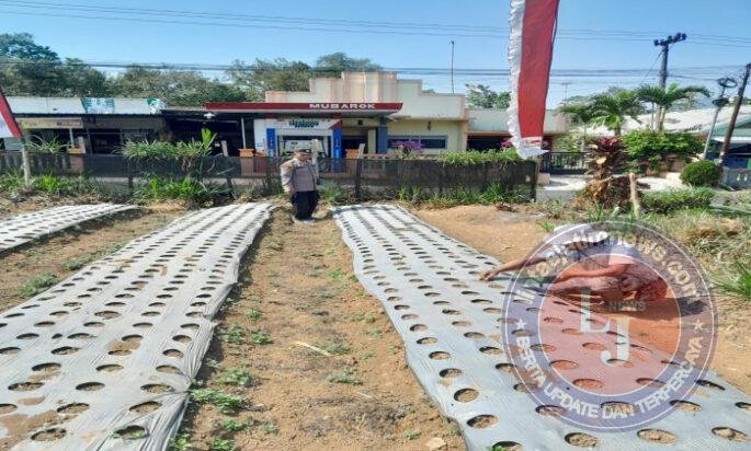 Polsek Nongkojajar Pantau Tanaman Bawang Putih, Dukung Program Ketahanan Pangan Nasional