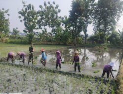 Bersama Petani, Babinsa Pilangbango Tanam Padi untuk Ketahanan Pangan