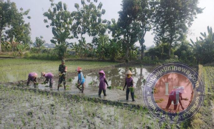 Bersama Petani, Babinsa Pilangbango Tanam Padi untuk Ketahanan Pangan
