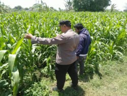 Bhabinkamtibmas Sukorejo Pantau Pertumbuhan Tanaman Jagung, Dukung Program Ketahanan Pangan