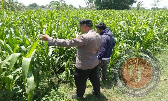 Bhabinkamtibmas Sukorejo Pantau Pertumbuhan Tanaman Jagung, Dukung Program Ketahanan Pangan