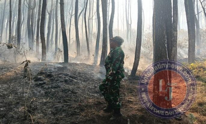 Babinsa Kendal dan Warga Bahu-Membahu Padamkan Kebakaran Hutan di Lereng Lawu Utara