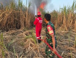 Gerak Cepat Babinsa dan Damkar Jinakkan Api di Lahan Tebu Winongo