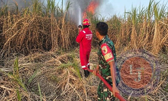Gerak Cepat Babinsa dan Damkar Jinakkan Api di Lahan Tebu Winongo