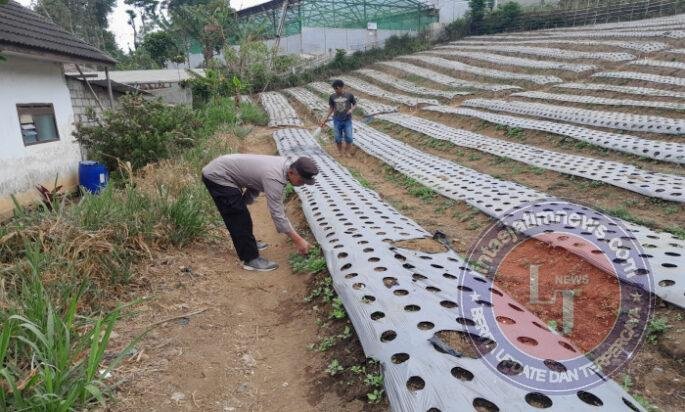 Polsek Nongkojajar Dukung Budidaya Bawang Putih di Tlogosari untuk Perkuat Ketahanan Pangan