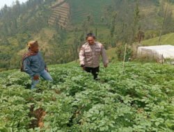 Polsek Tosari Rutin Cek Tanaman Kentang, Begini Cara Polisi Dukung Ketahanan Pangan