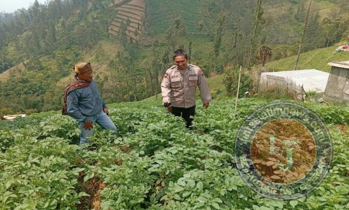 Polsek Tosari Rutin Cek Tanaman Kentang, Begini Cara Polisi Dukung Ketahanan Pangan
