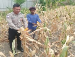 Polsek Babat Monitoring Panen Jagung Warga, Dukung Program Swasembada Pangan