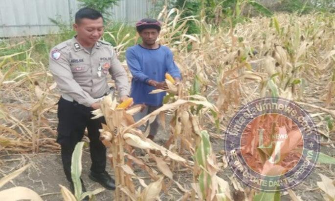 Polsek Babat Monitoring Panen Jagung Warga, Dukung Program Swasembada Pangan