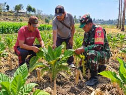 Babinsa dan Petani Cek Tanaman Tembakau, Siapkan Irigasi Perpompaan untuk Dukung Produktivitas