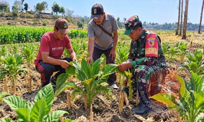 Babinsa dan Petani Cek Tanaman Tembakau, Siapkan Irigasi Perpompaan untuk Dukung Produktivitas