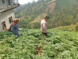 Bhabinkamtibmas Tosari Rutin Cek Tanaman Kentang, Dukung Ketahanan Pangan Warga