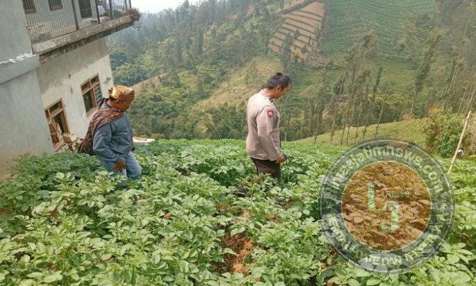 Bhabinkamtibmas Tosari Rutin Cek Tanaman Kentang, Dukung Ketahanan Pangan Warga