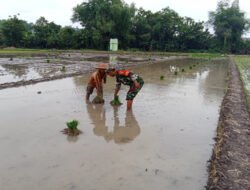 Babinsa Sewulan Dampingi Petani Tanam Padi, Jaga Asa Panen di Musim Tanam