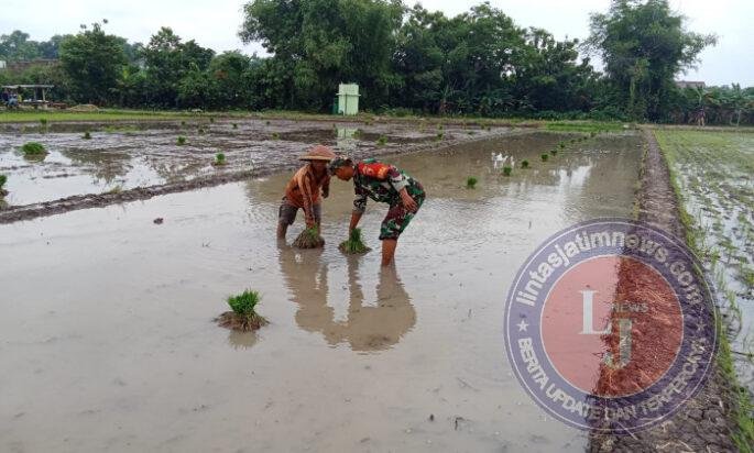 Babinsa Sewulan Dampingi Petani Tanam Padi, Jaga Asa Panen di Musim Tanam
