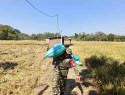 Angkat Gabah Bersama Petani, Babinsa Dimong Hadir di Tengah Panen